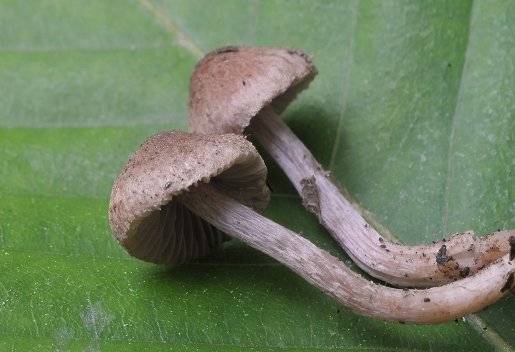 Tre piccole Inocybe